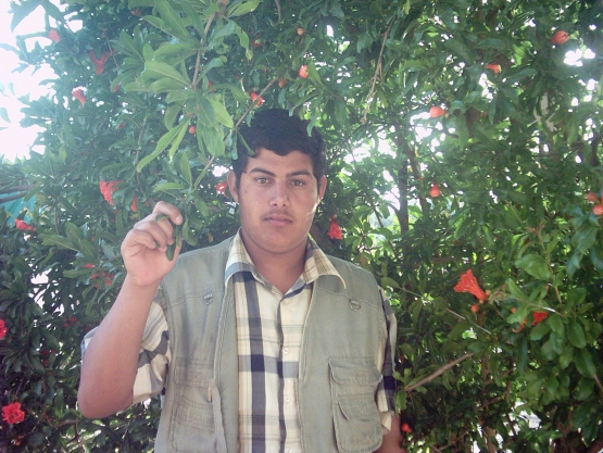 الشهيد القسامي / عبد ربه أبو حلو